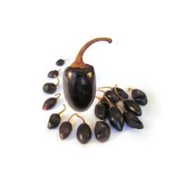 Piment Cascabel 100g