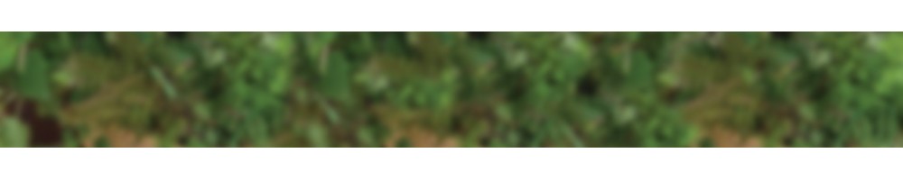Herbes et épices mexicaines